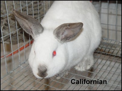 Californian Rabbits