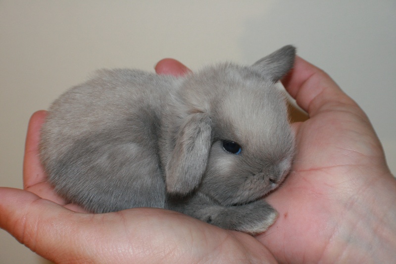 dwarf lop bunny for sale